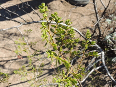 Larrea nitida