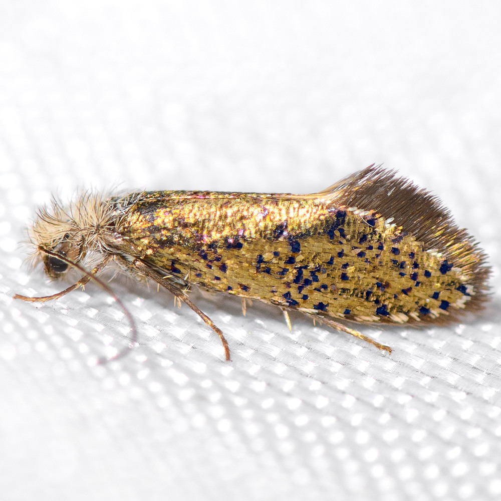 Dyseriocrania auricyanea