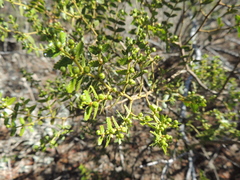 Larrea nitida