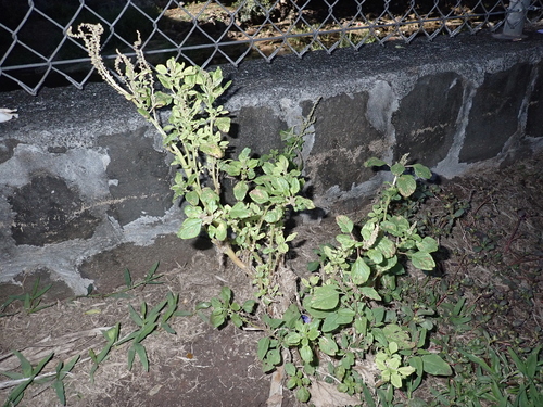 Amaranthus emarginatus, 2025-02-02