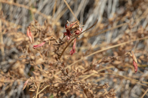 California Fuchsia winter