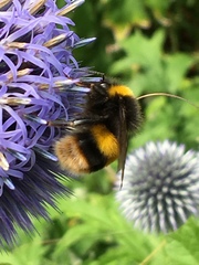Bombus terrestris
