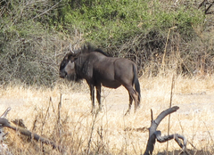 Connochaetes taurinus