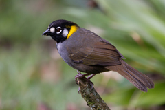 White-Eared Ground-Sparrow photo 2