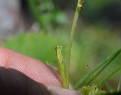 Botrychium montanum