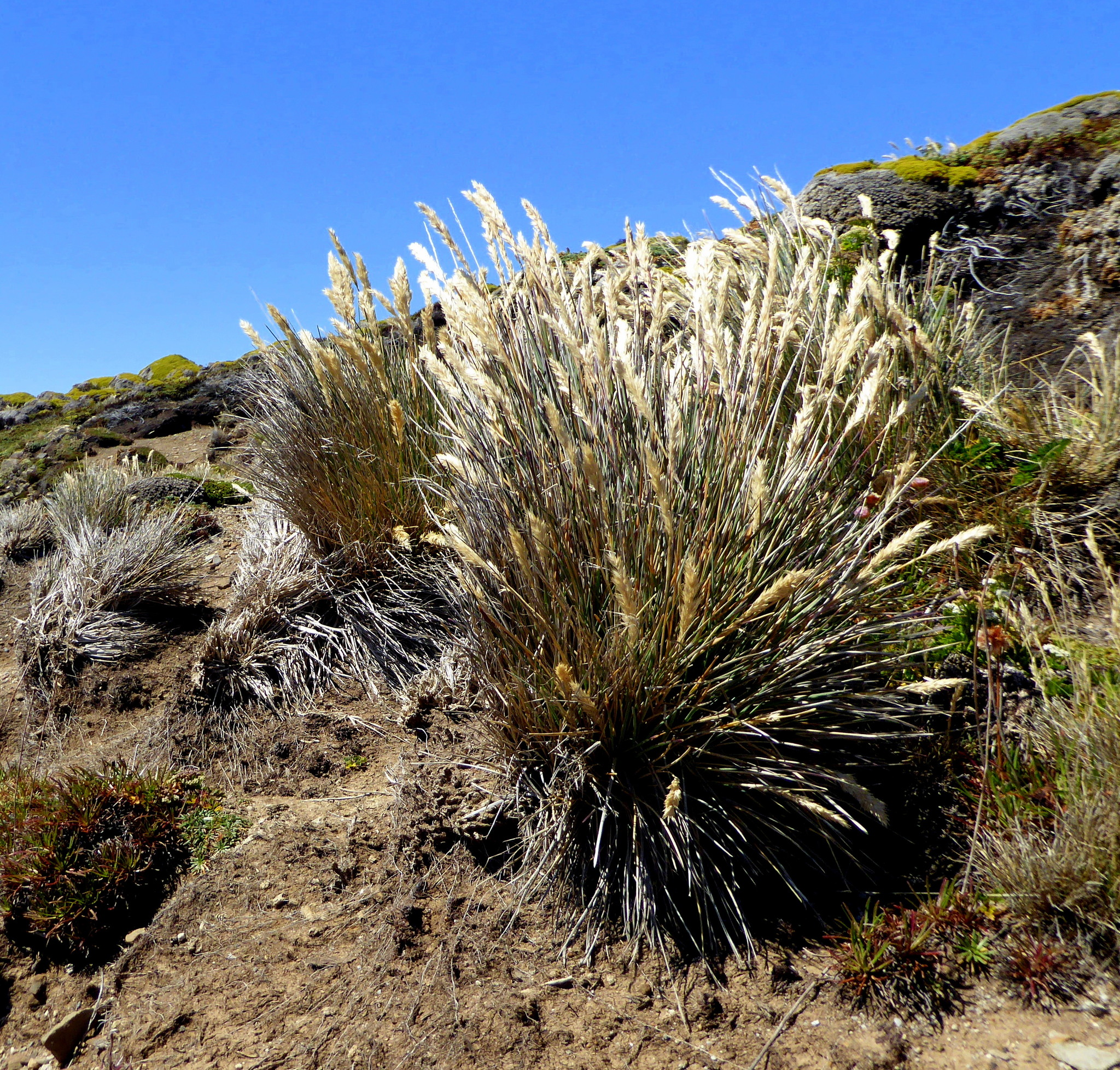 Poa alopecurus