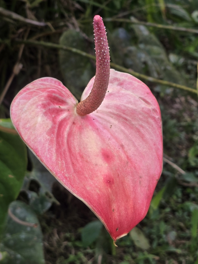 Anthurium andraeanum, Mera, EC-PA, EC