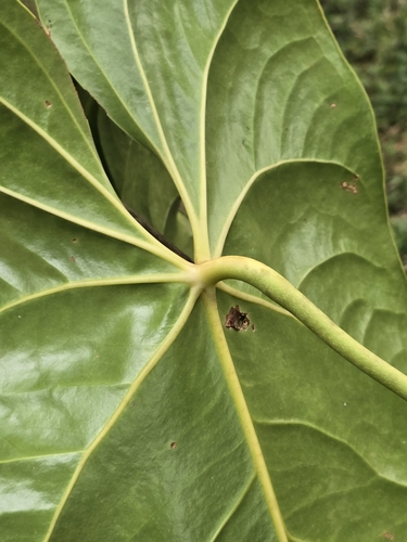 Anthurium andraeanum