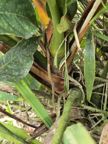 Anthurium andraeanum
