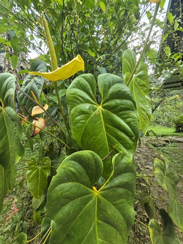Anthurium andraeanum