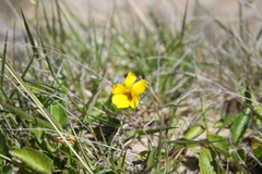 Viola maculata