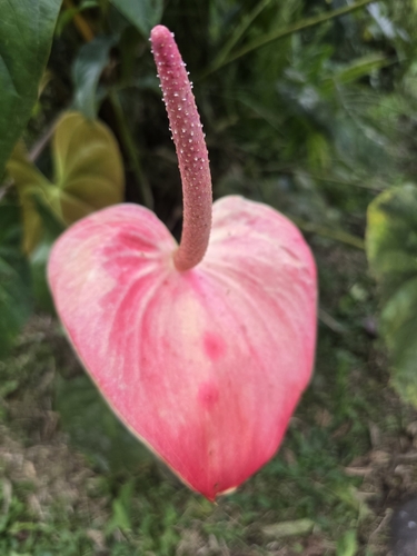Anthurium andraeanum