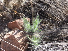 Hysterionica jasionoides