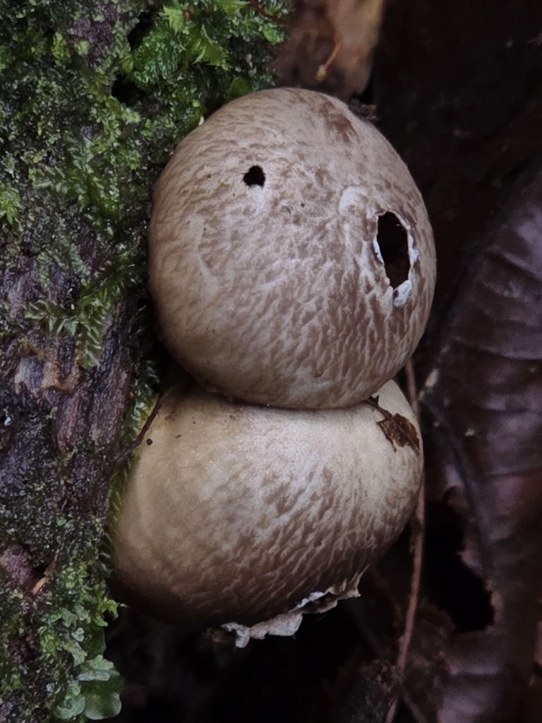 Lycoperdon fuligineum · February 2025 · photo: © alan_rockefeller (iNaturalist, cc-by-sa)