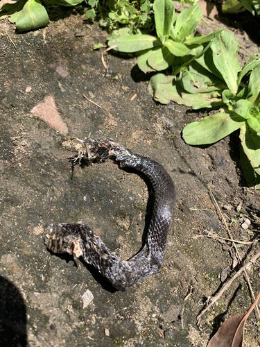 Golden-crowned Snake sighting