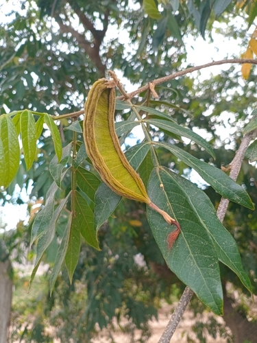 Image of Inga uraguensis by (c) Luis Martin Stivanello, some rights reserved (CC BY)