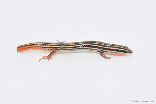 Red-tailed vanzosaur, Vanzosaura rubricauda