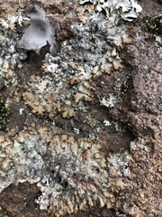 Punctelia stictica