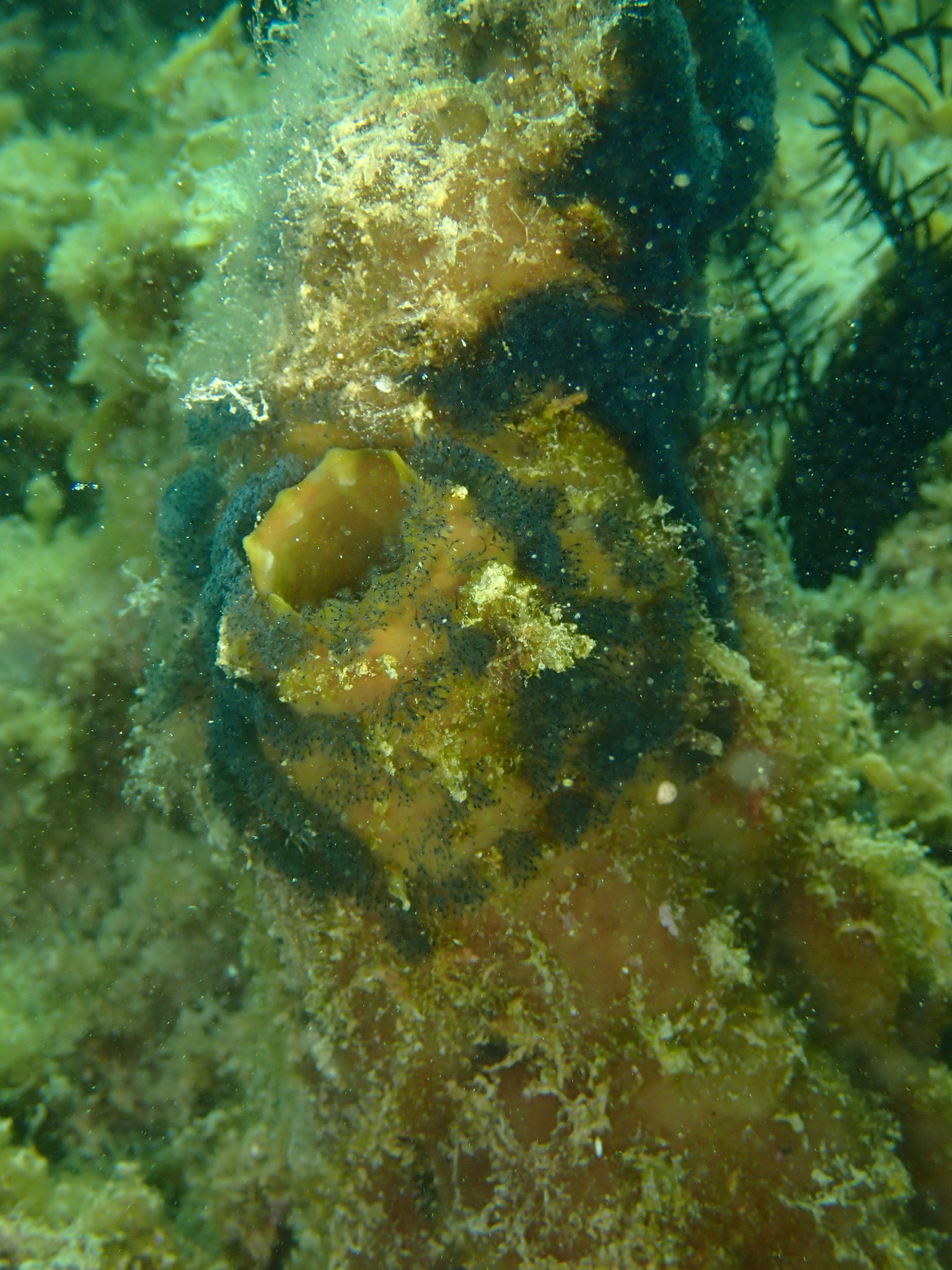 Phallusia obesa (Herdman, 1880)