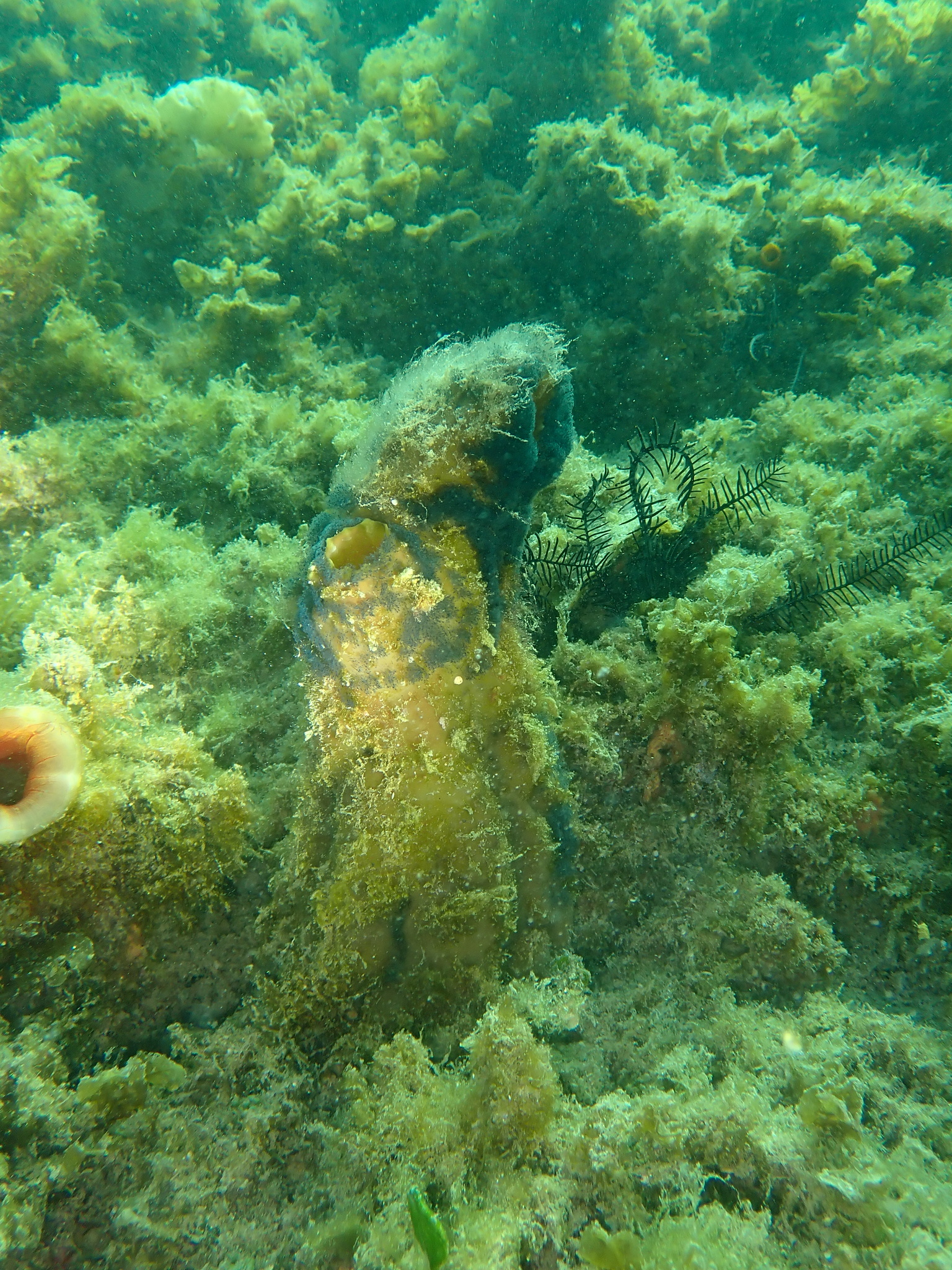 Phallusia obesa (Herdman, 1880)