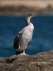 Gulosus aristotelis desmarestii