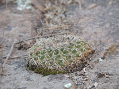 Parodia erinaceus