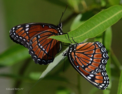 Limenitis archippus floridensis