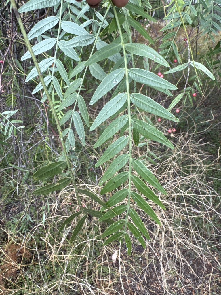 Peruvian Pepper Tree from Maloneys Rd, Lue, NSW, AU on February 6, 2025 ...