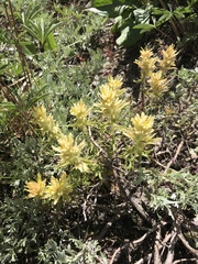 Castilleja nana