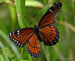 Limenitis archippus floridensis