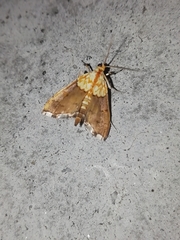 Agrotera nemoralis