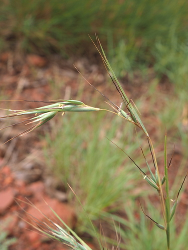 Image of Themeda avenacea by (c) Hugo Innes, some rights reserved (CC BY)