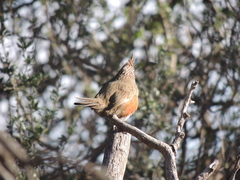 Rhinocrypta lanceolata