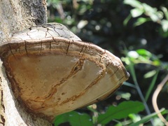 Fulvifomes elaeodendri