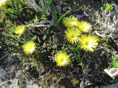 Cheiridopsis rostrata