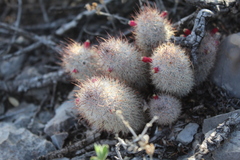 Mammillaria pottsii