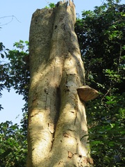 Fulvifomes elaeodendri