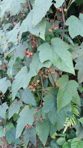 Image of Rubus rugosus by (c) Eugene Popov, some rights reserved (CC BY)