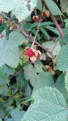 Rubus rugosus