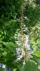 Aesculus parviflora