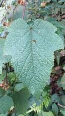 Rubus rugosus