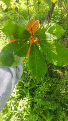 Aesculus parviflora