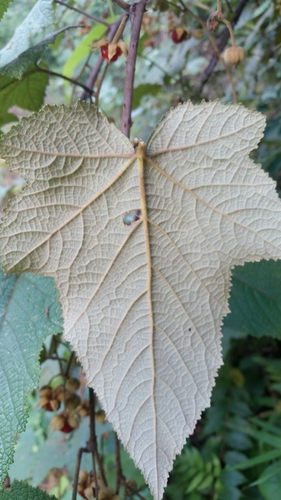 Image of Rubus rugosus by (c) Eugene Popov, some rights reserved (CC BY)