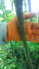 Aesculus parviflora