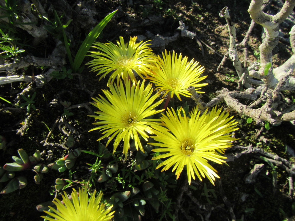 Cheiridopsis tuberculata (Mill.) N.E.Br.