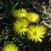 Cheiridopsis rostrata - Photo (c) douglaseustonbrown, algunos derechos reservados (CC BY-SA), subido por douglaseustonbrown