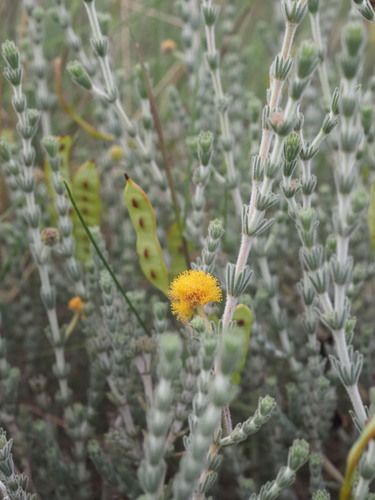 Image of Acacia adoxa by (c) Hugo Innes, some rights reserved (CC BY)