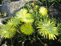 Cheiridopsis rostrata