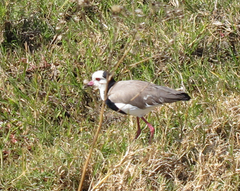 Vanellus crassirostris