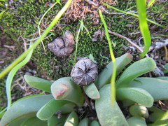Cheiridopsis rostrata